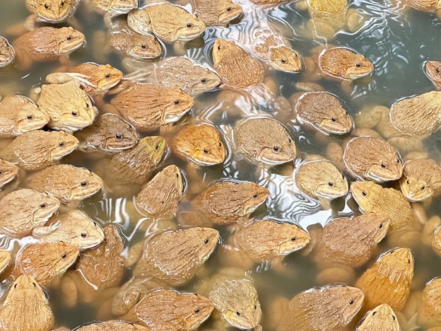 สูตรอาหารกบโตเร็ว