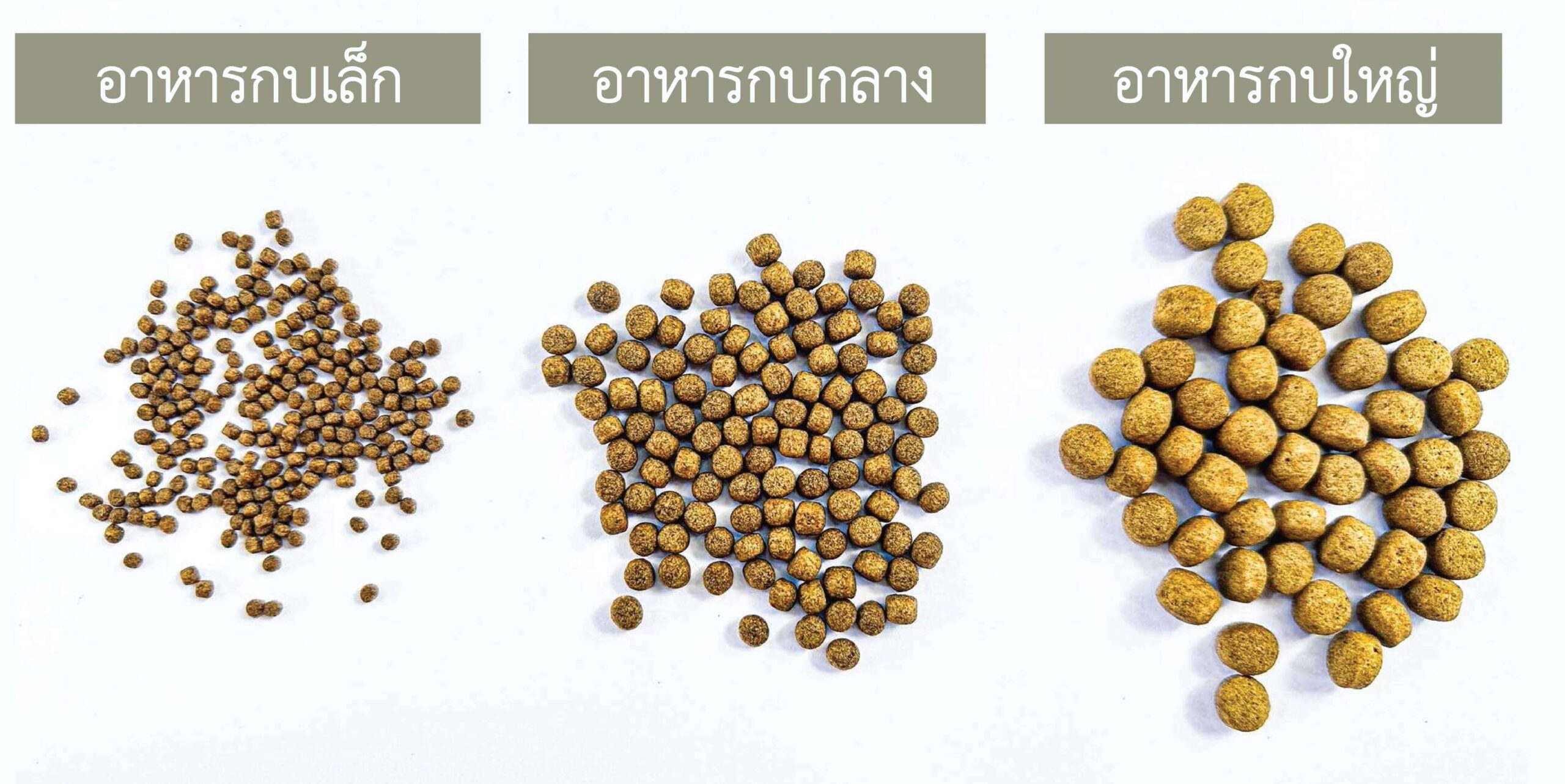 เม็ดอาหาร กบเล็ก กบกลาง กบใหญ่-02
